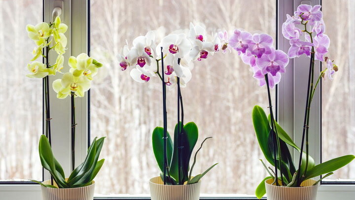 Как правильно ухаживать за орхидеей: советы и рекомендации