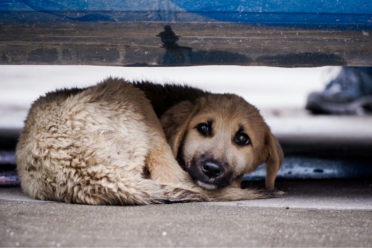 Почему некоторые люди безжалостно бросают домашних собак? | Dog Breeds |  Дзен