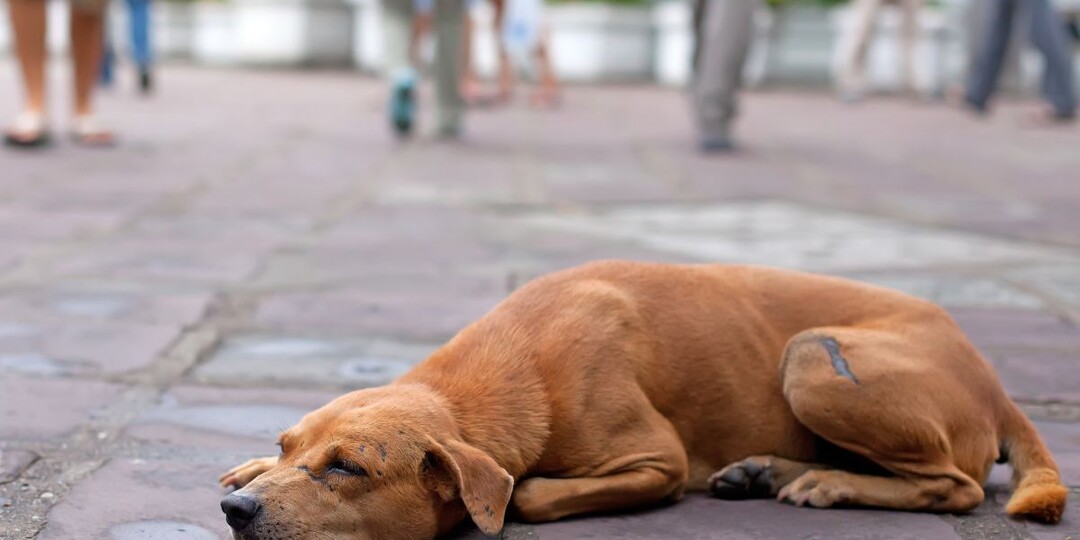 Почему некоторые люди безжалостно бросают домашних собак?