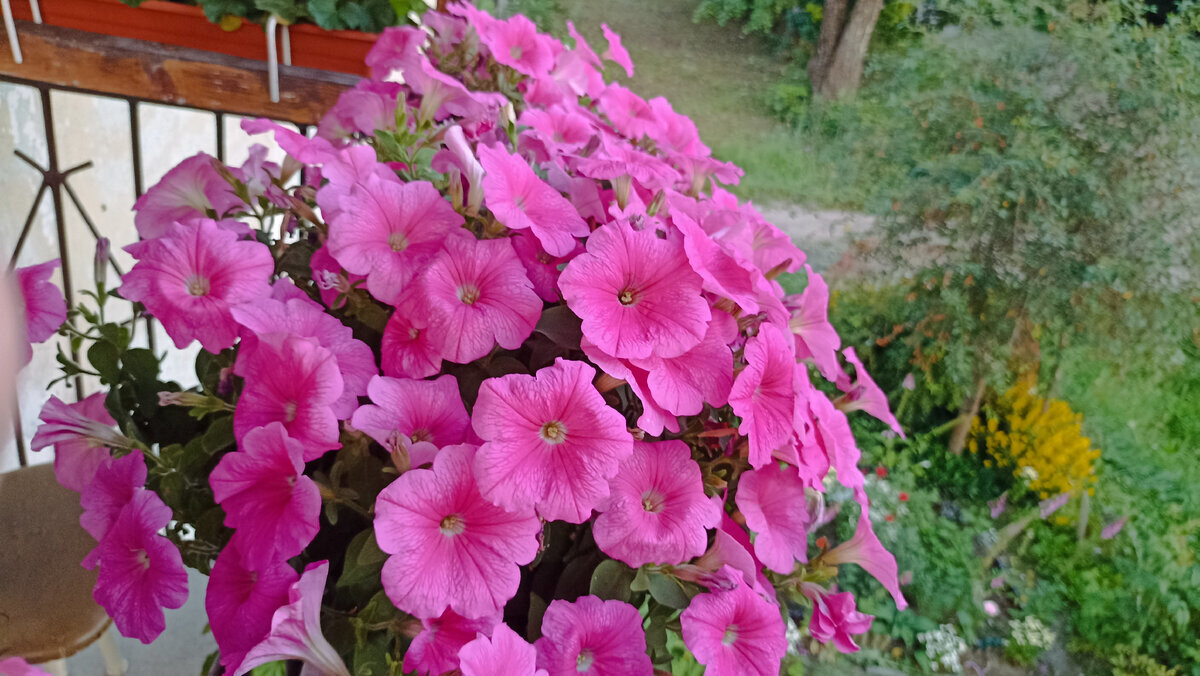 Петуния 'E3 Easy Wave Pink Cosmo' этого года. Хорошая вышла