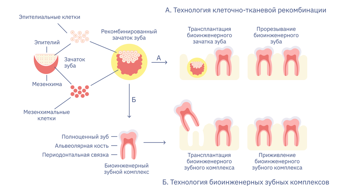 Выращивания зубов технологии. Научились выращивать зубы.