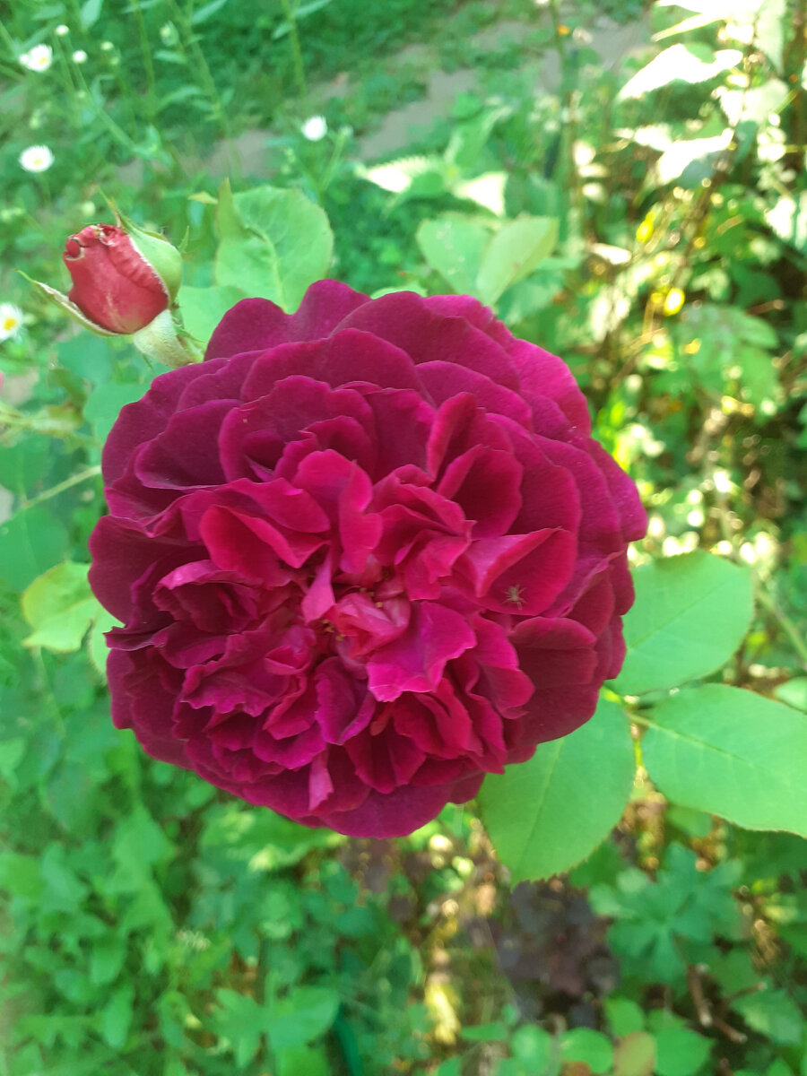 Розы в моем саду