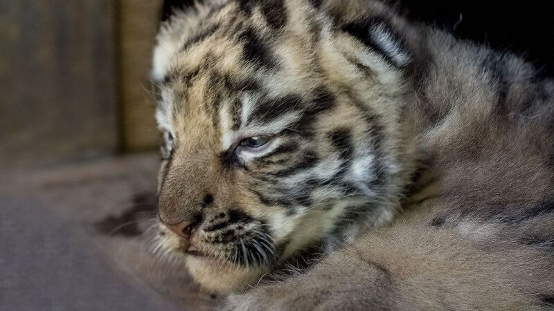     Тигренок. Барнаульский зоопарк.