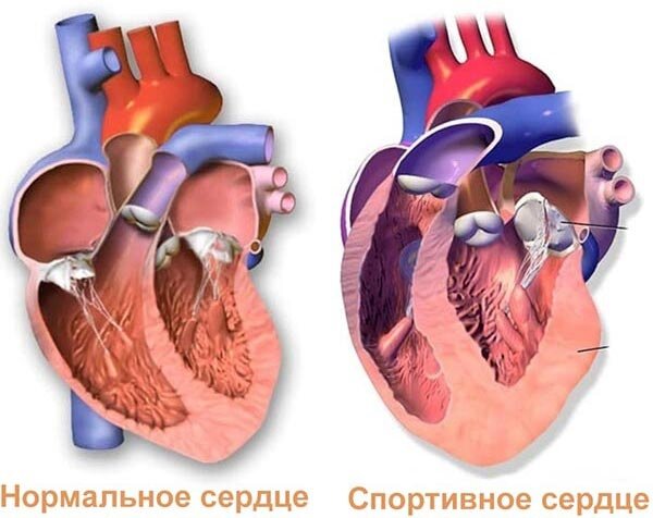 Спортивное сердце
