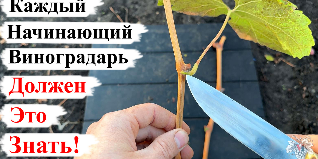 Каждый НАЧИНАЮЩИЙ ВИНОГРАДАРЬ Должен ЭТО ЗНАТЬ!