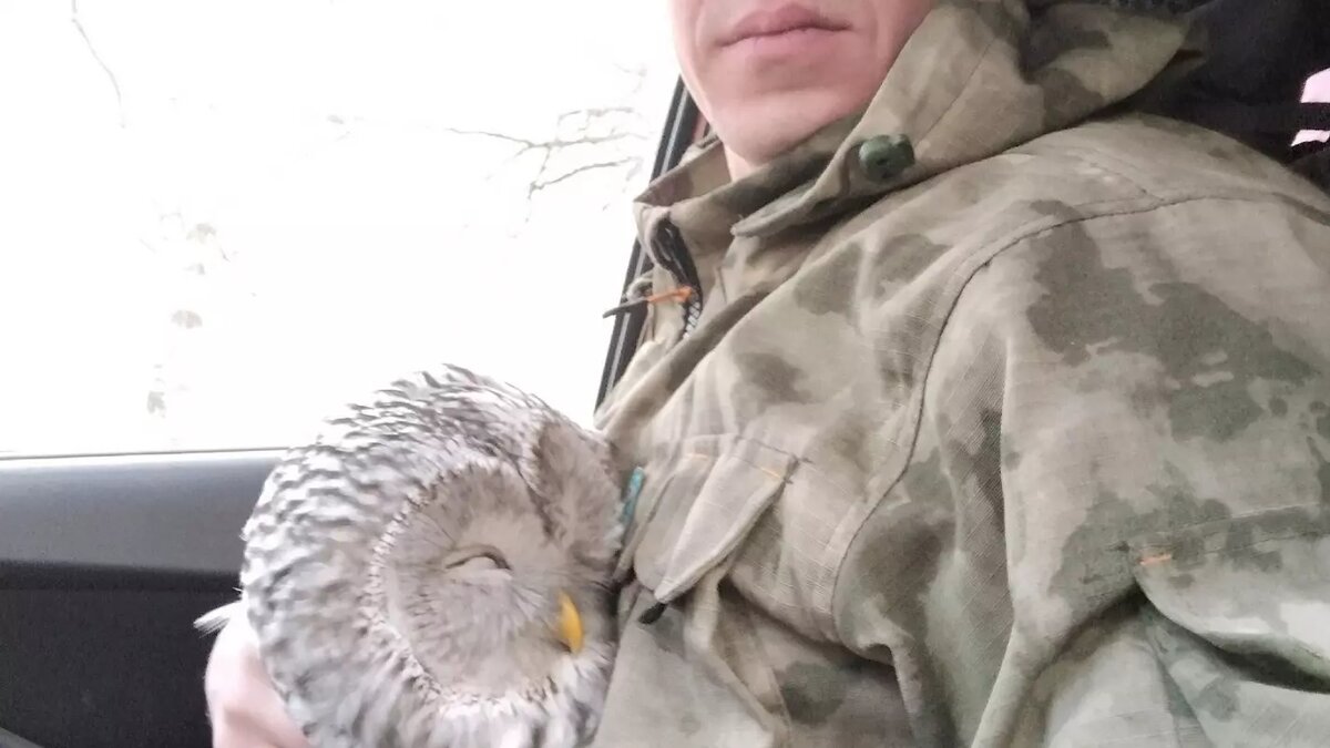     В Глазове мужчина спас сову, которую чуть не заклевали вороны.