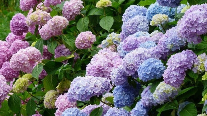 Чтобы гортензии обильно цвели в следующем сезоне, растения необходимо защитить от зимы