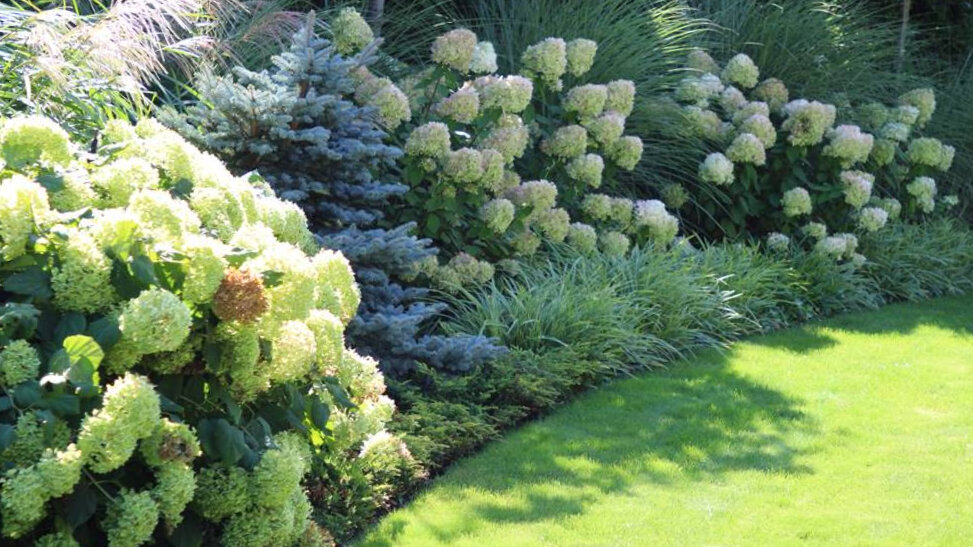 защита гортензий на зиму