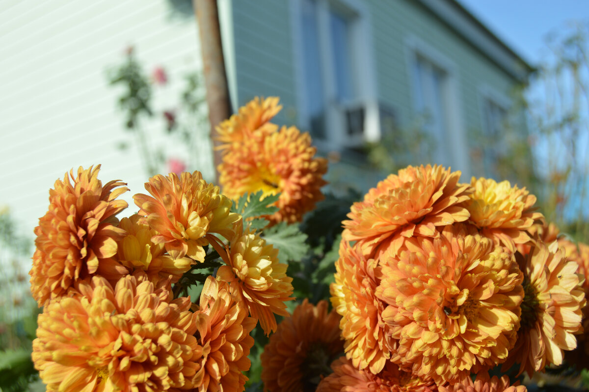 Фото автора. 07.11.2023. Пусть цветут в саду цветочки.