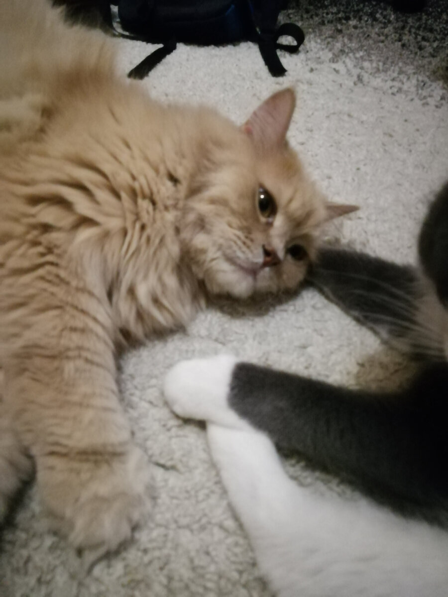 Без тебя мне жизнь не милааа