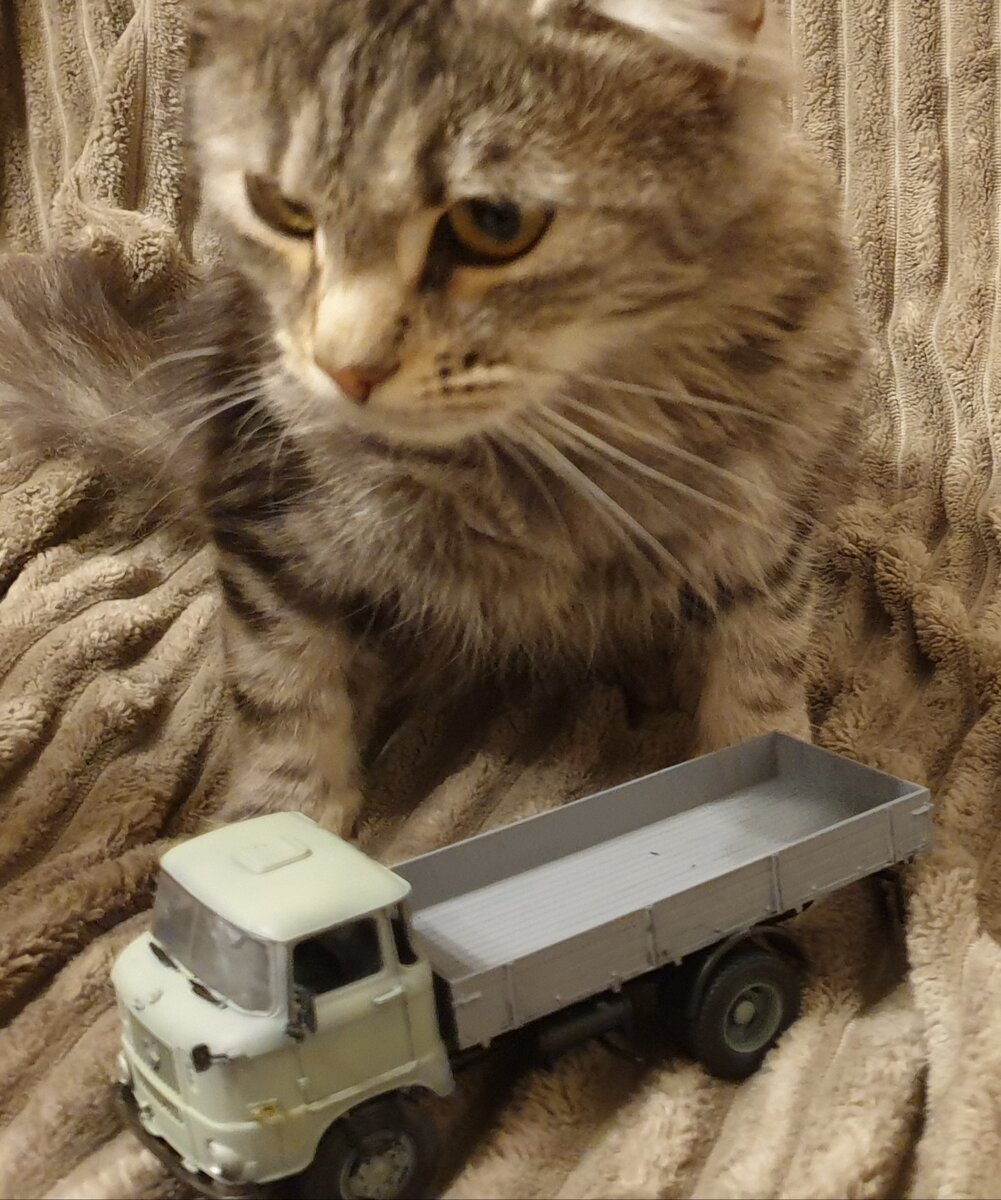 другой кот ( изучает модель )