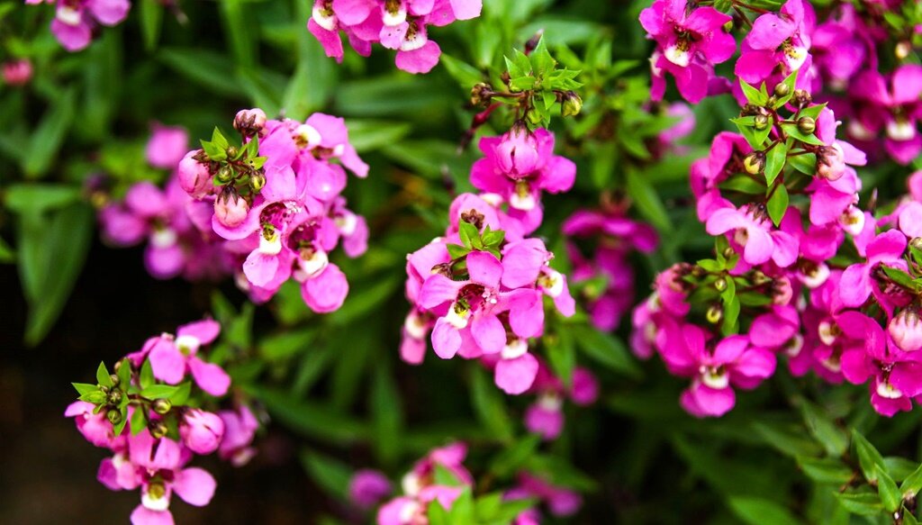 Р¦РІРµС‚РѕРє Angelonia angustifolia