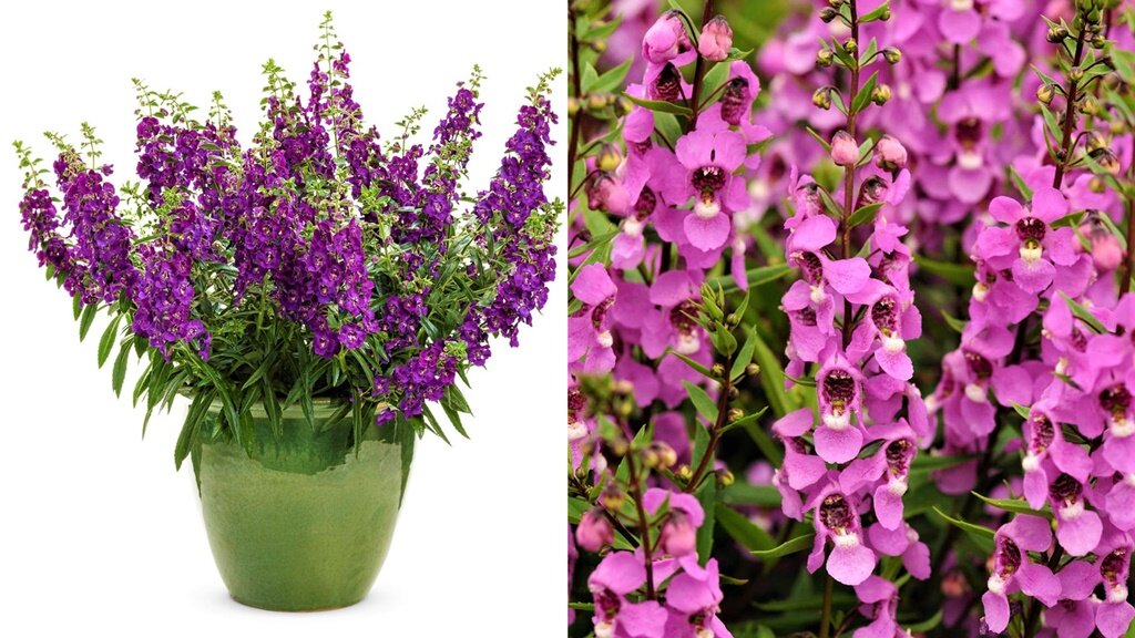 чем полить цветы для обильного цветения домашние. полив домашних цветов. чем полить цветы для обильного цветения домашние. удобрение для цветов комнатных универсальное. комнатные растения.