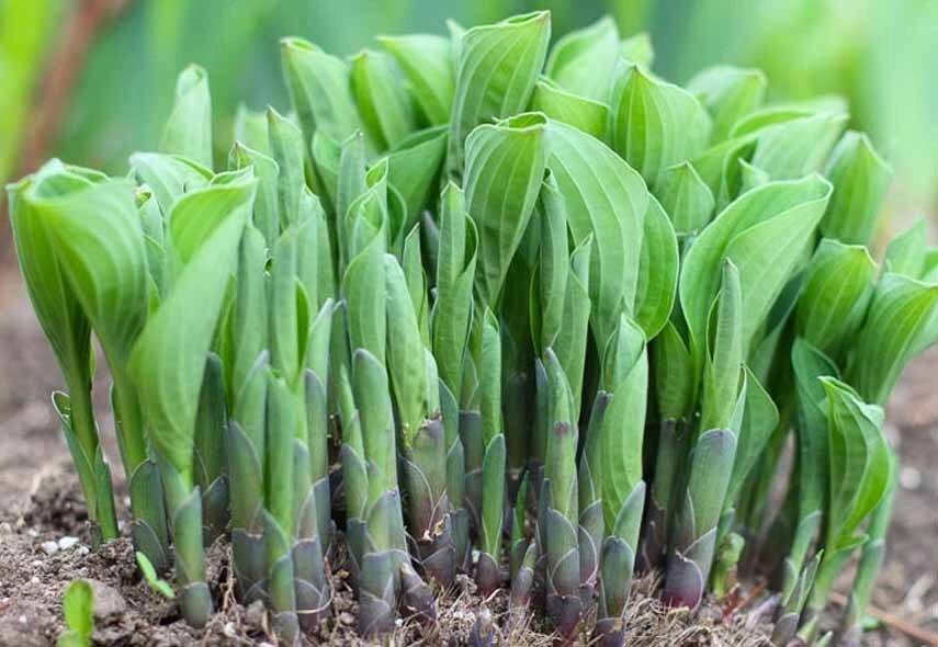 хоста весной всходы. хоста лацентарнолистная удобрение. хосты весной. хоста gooseberry посадка. хоста осенние заморозки.