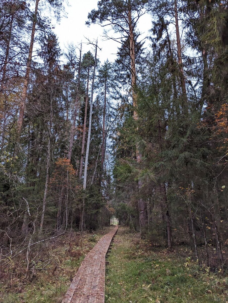 Экотропа "Колыбель русского лесоводства" 