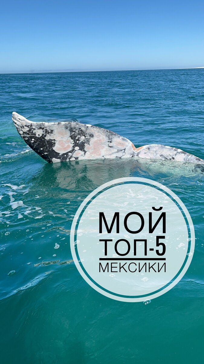 Первое место в моем списке - киты