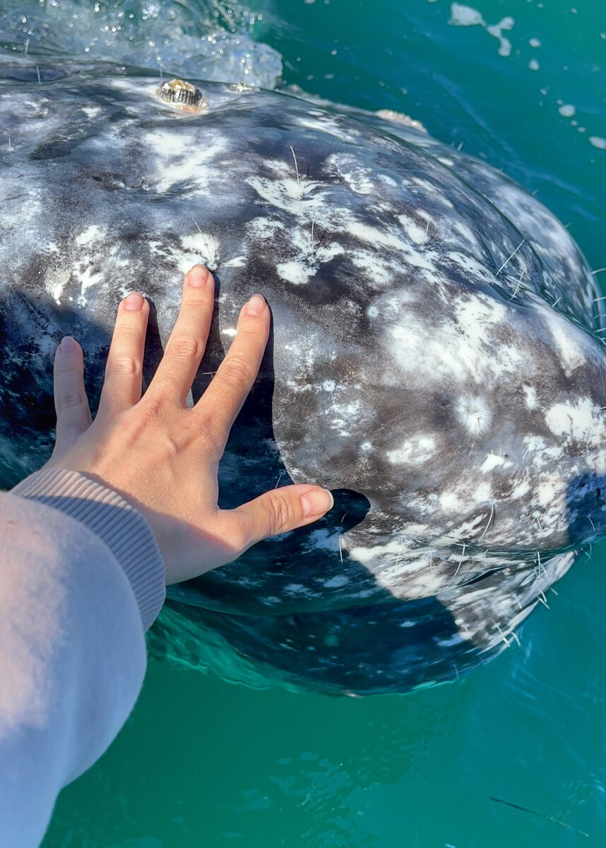 Потрогать кита - это просто непередаваемые ощущения!