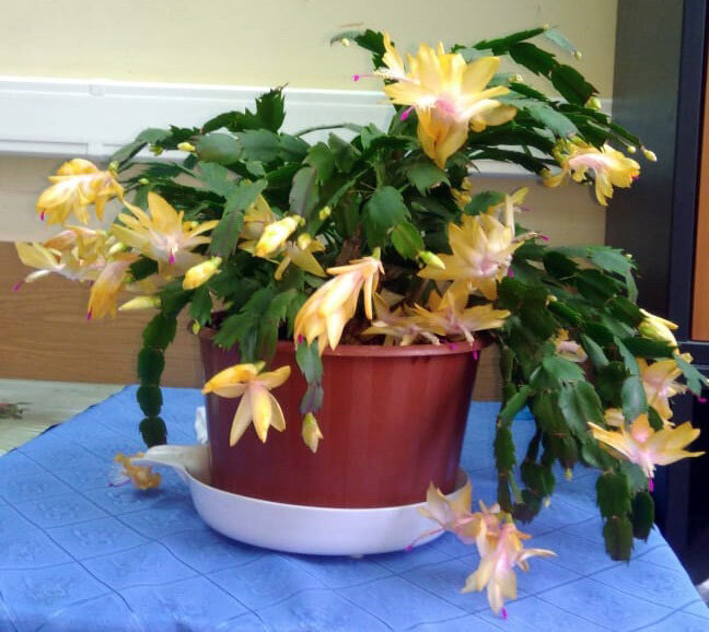 Вот с этого цветка был взят черенок моего декабриста