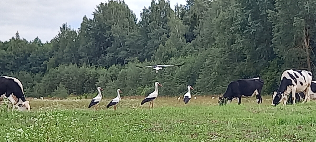 На опушке белорусского леса.