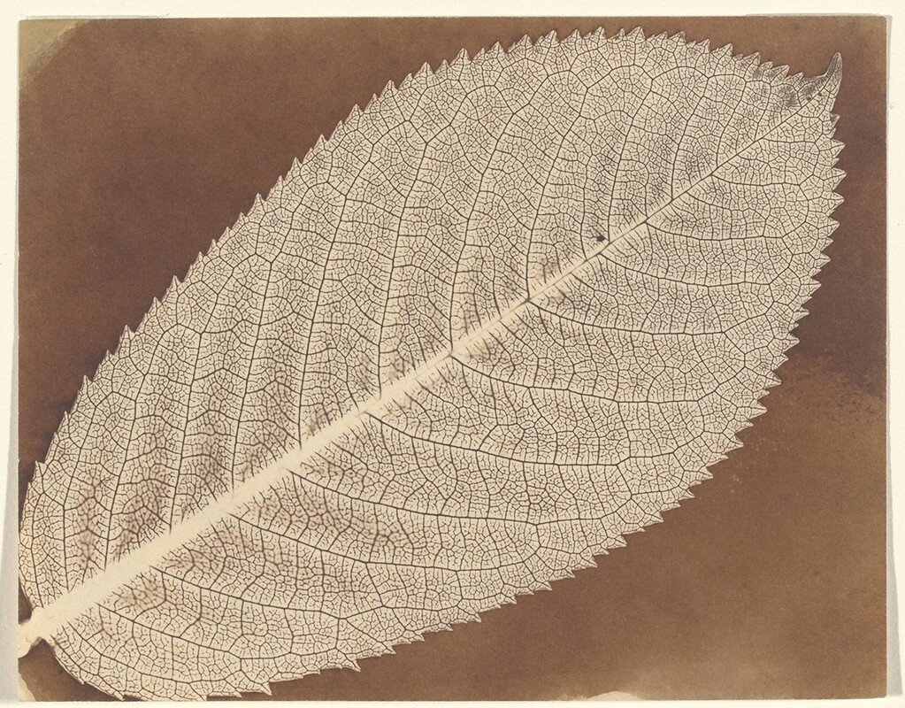 Уильям Генри Фокс Тальбот. Лист. Около 1839 года