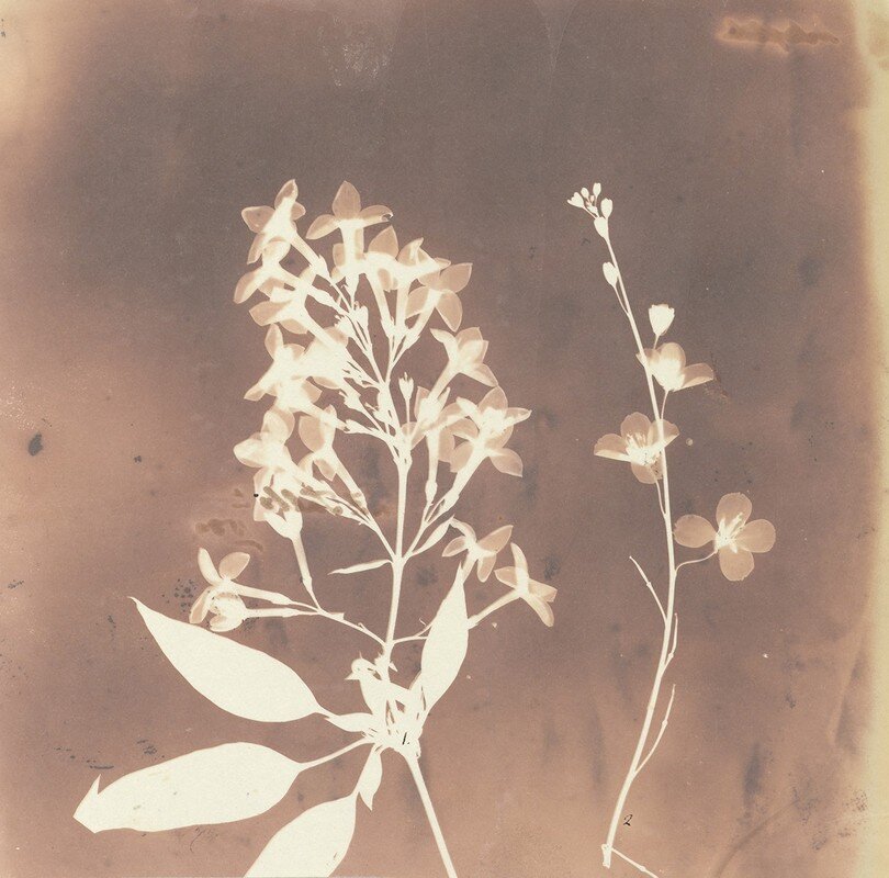 Уильям Генри Фокс Тальбот. Гелиофила. 1839 год