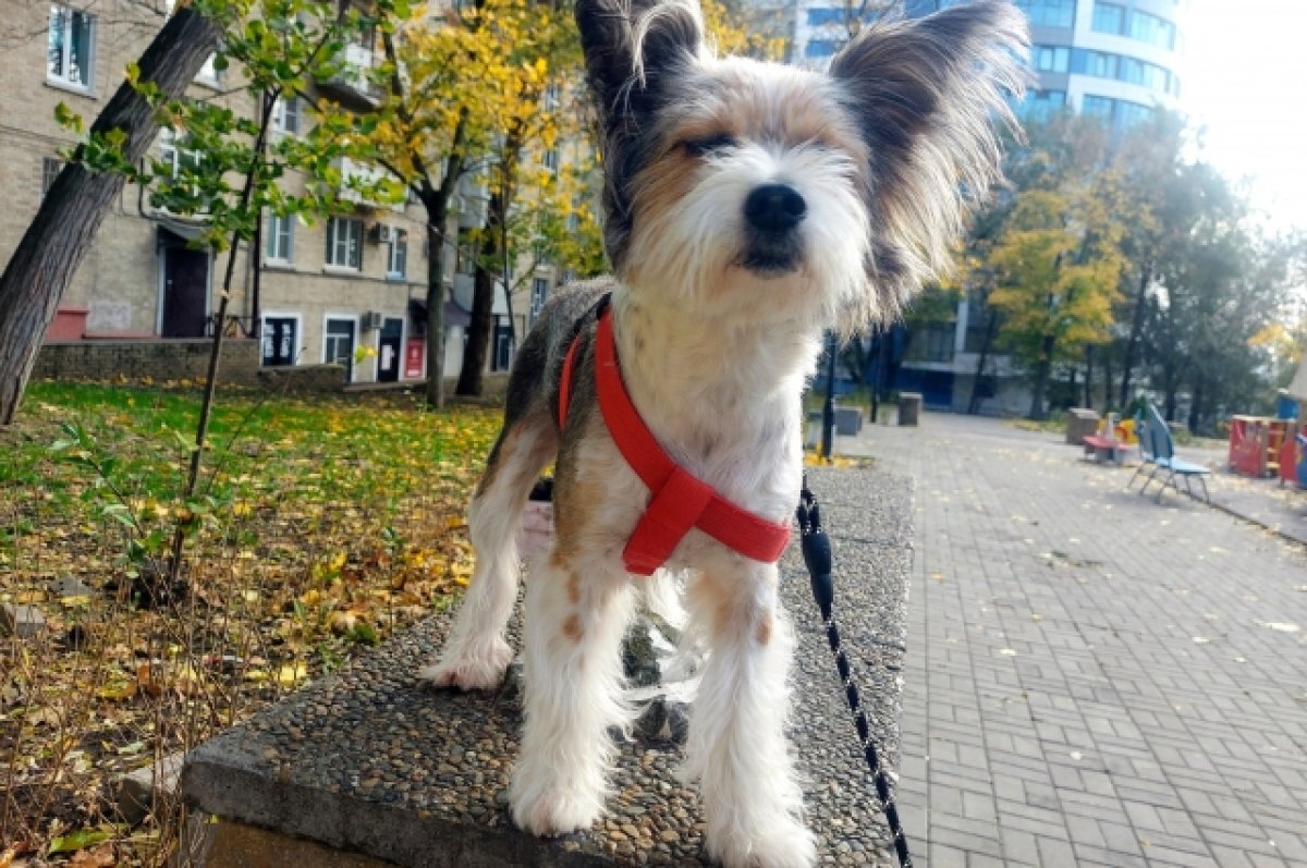    В среду 8 ноября в Ростове будет солнечно и тепло