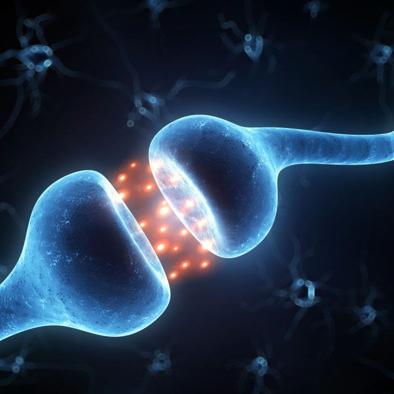Нейромедиаторы обрабатывают гормоны .