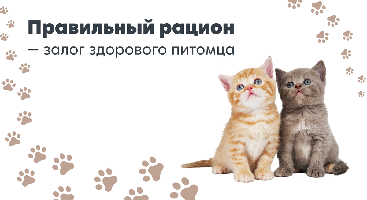Гоним кота: как заставить котов не справлять нужду на лужайке у дома? / Хабр