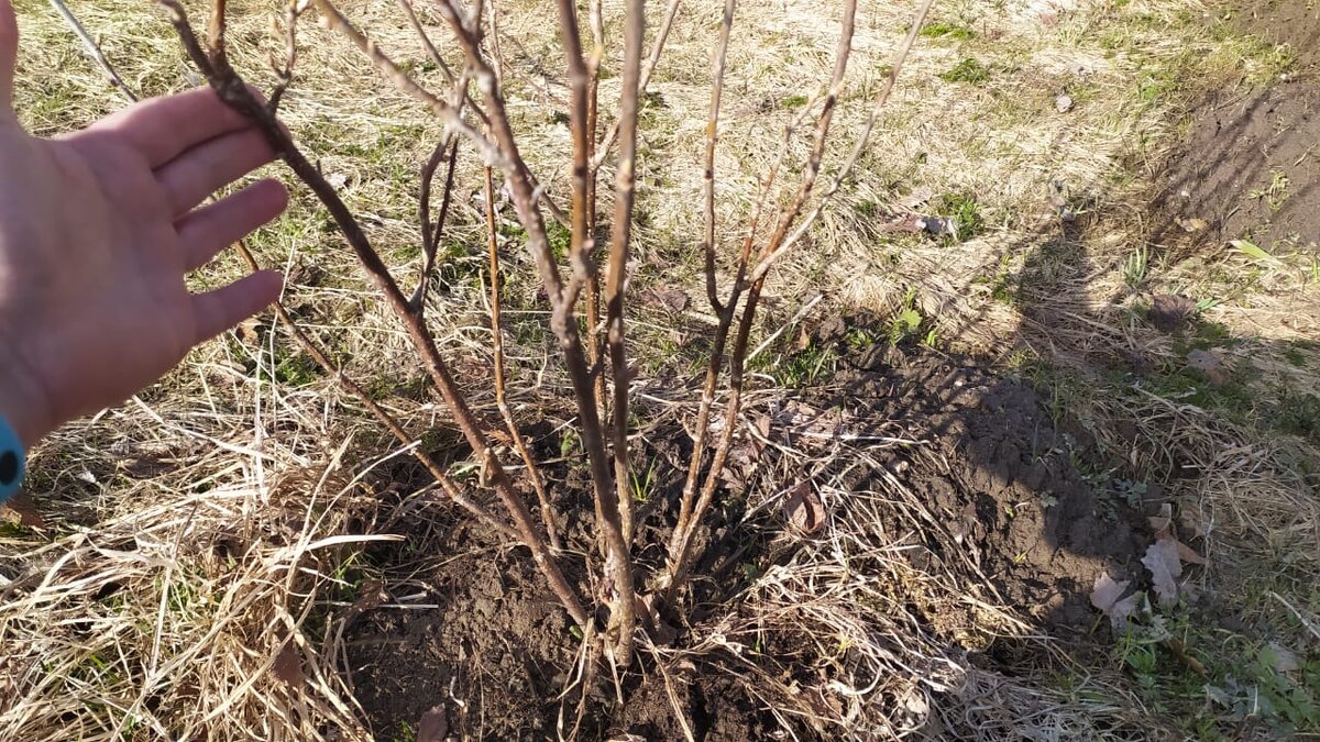 Хорошо проредила куст.