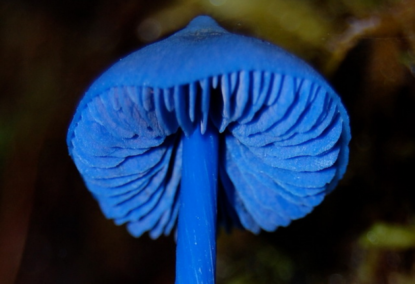 Живой синий гриб. Гриб Энтолома голубая. Голубая Мицена. Голубой гриб Entoloma hochstetteri. Синяя Энтолома Entoloma hochstetteri.