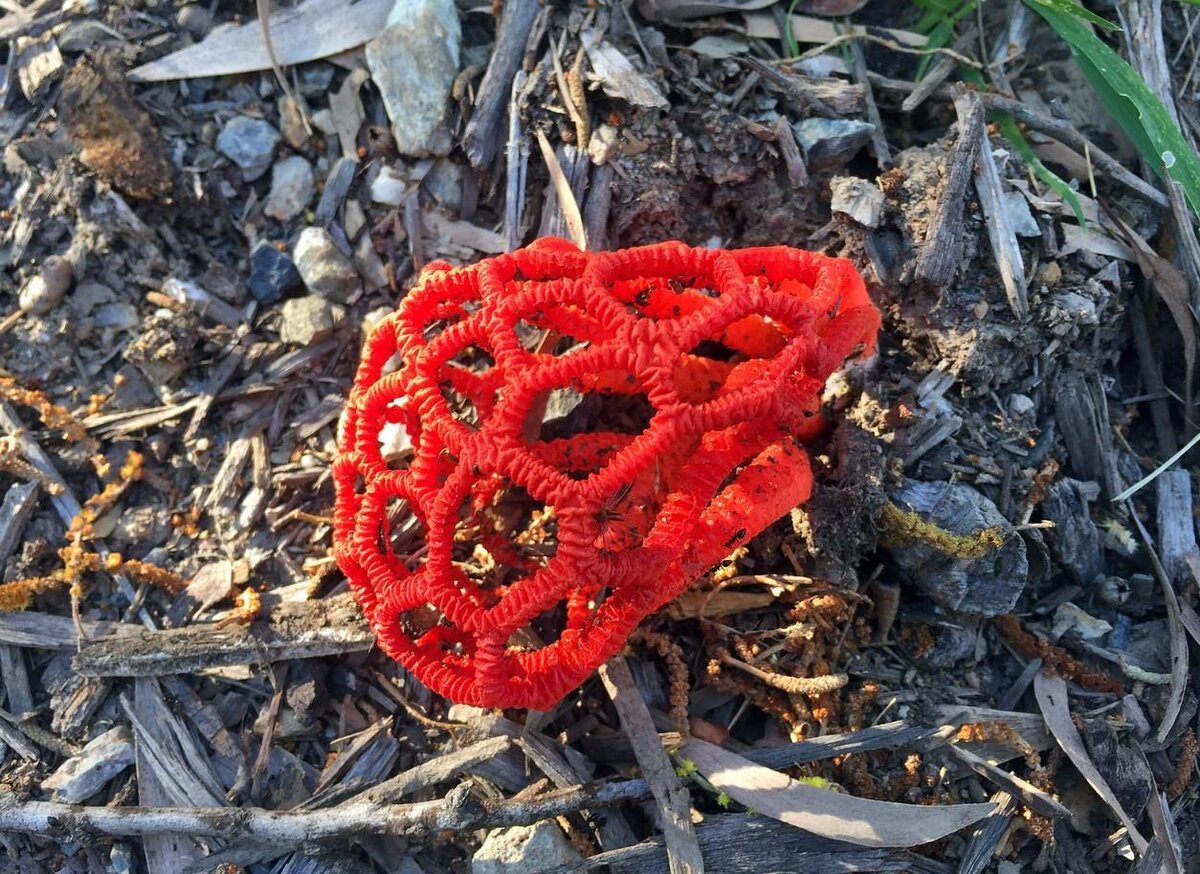 Решеточник красный. Решёточник красный гриб. Ядовитый гриб решеточник красный. Решеточник красный гриб цветок. Редкий красный гриб
