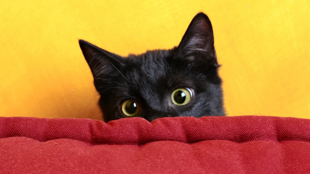 Правильный выбор фона помогает. 