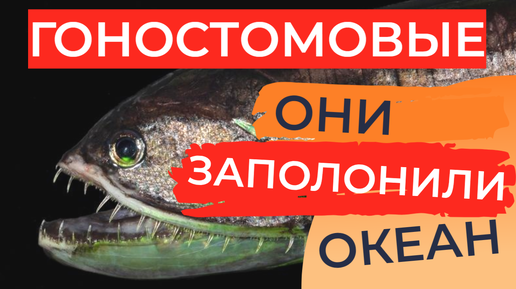 Гоностомовые: Квадриллион особей! 80% глубоководных уловов состоит из этих мрачных существ 🎥