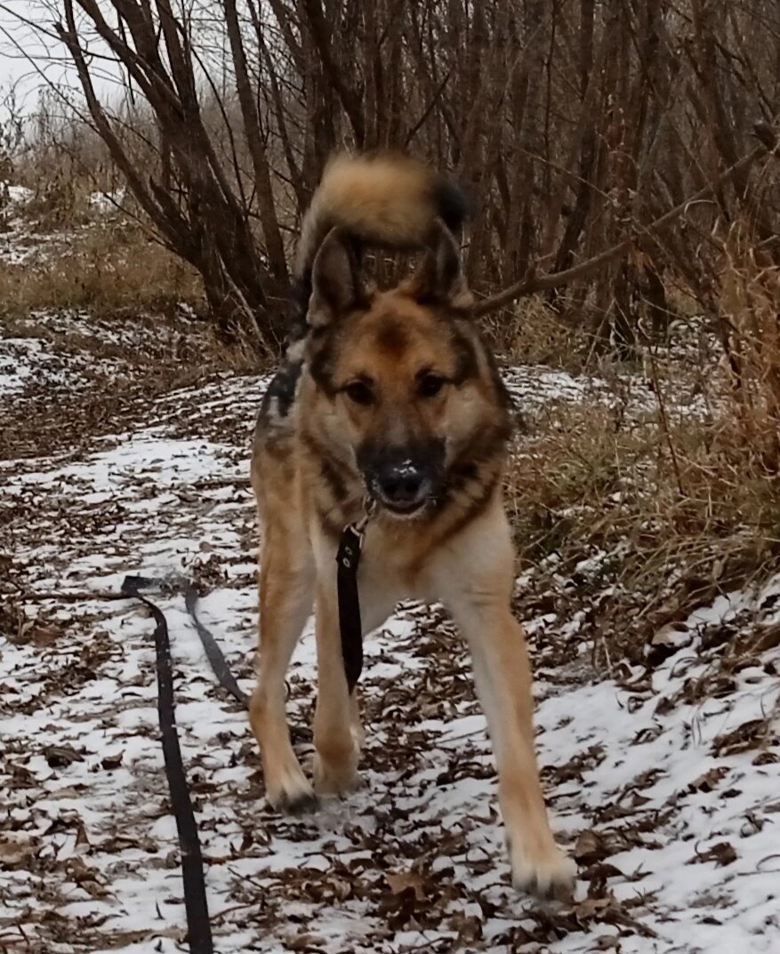 Красавец Дик 