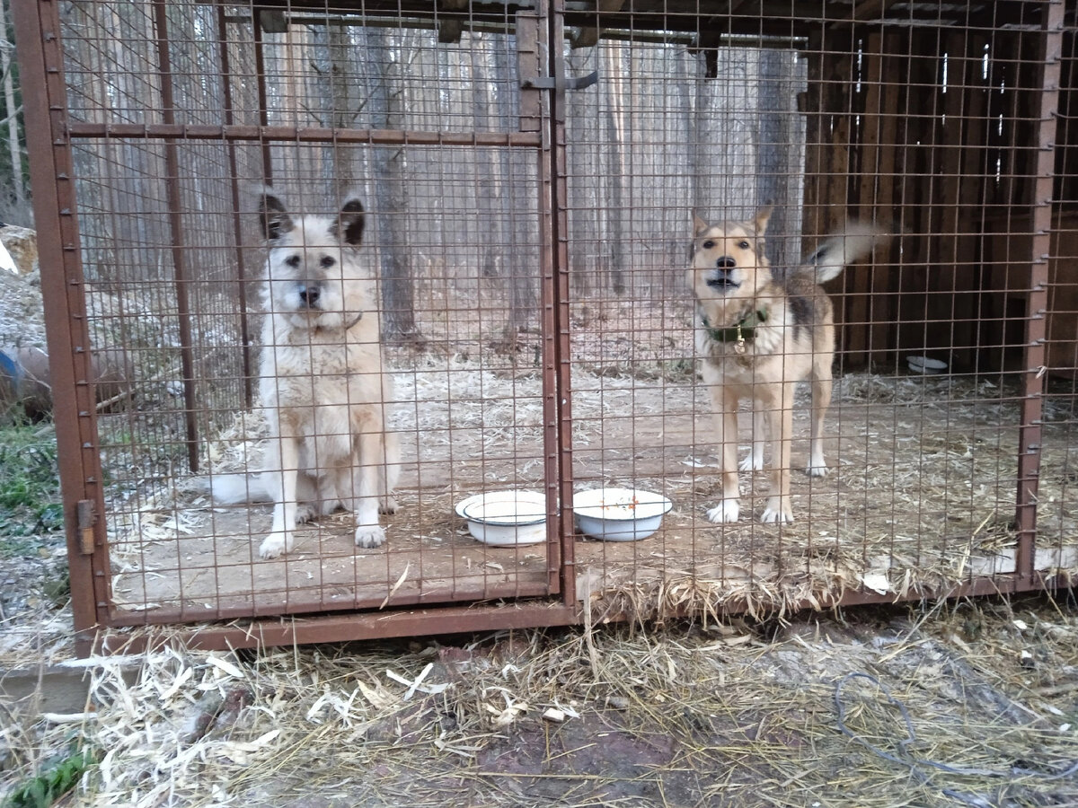 Новенькие  Грета и Рекс