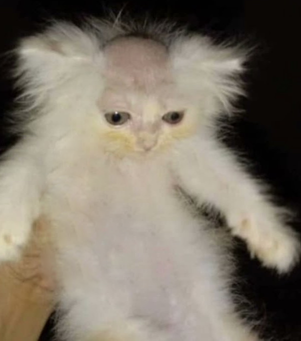 Котёнок полысел