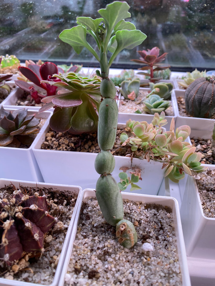 Фото автора (стекло не грязное, за окном дождь, правда!!!🫠)