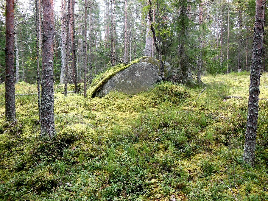 Леса карелии. Петрозаводск Республика Карелия лес. Хвойная Тайга Карелии. Карельский лес весной. Смешанные леса Карелии.