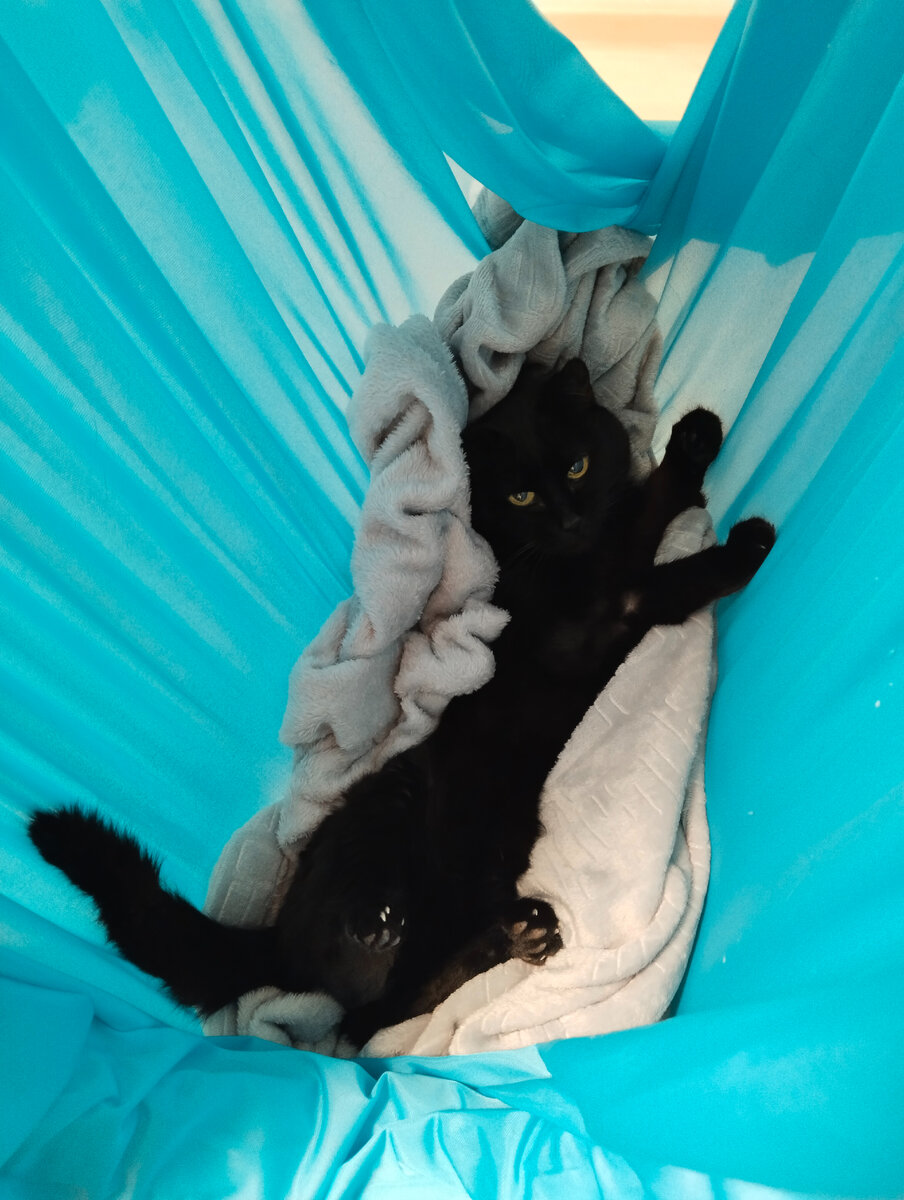 Пяка - главная плюшка в доме