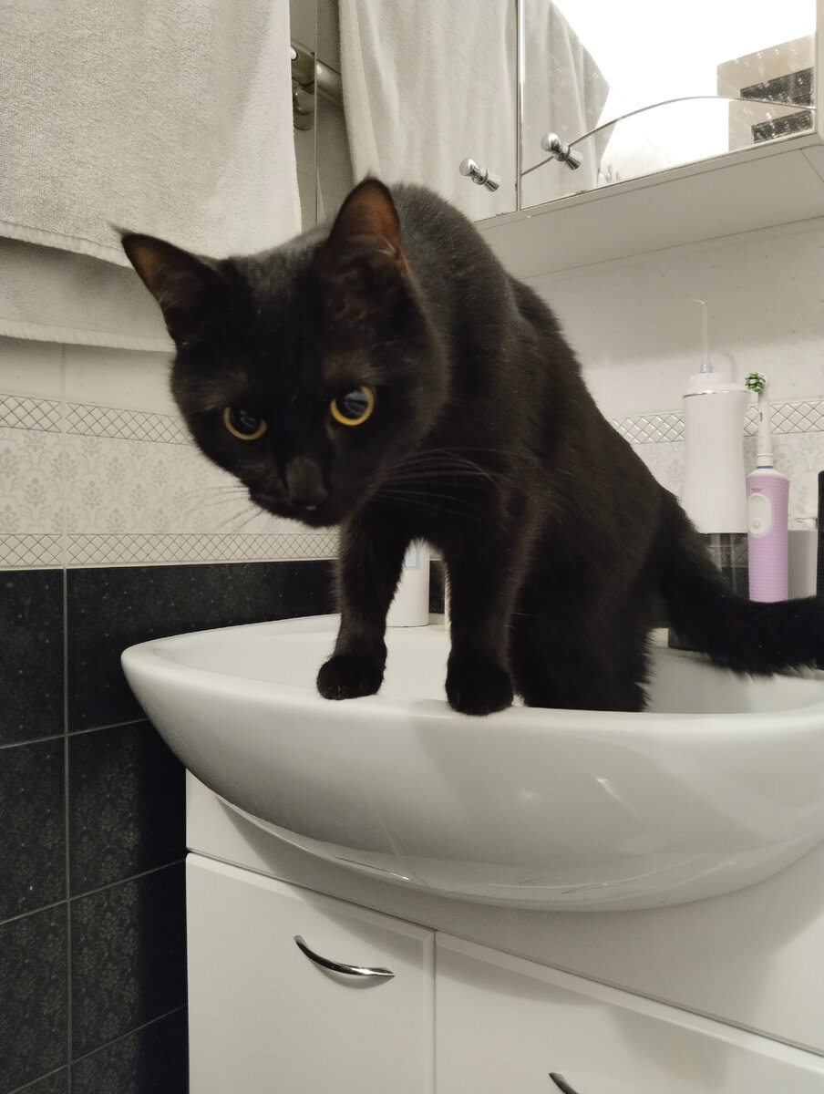 Шнобби - везде найдёт своих хозяев