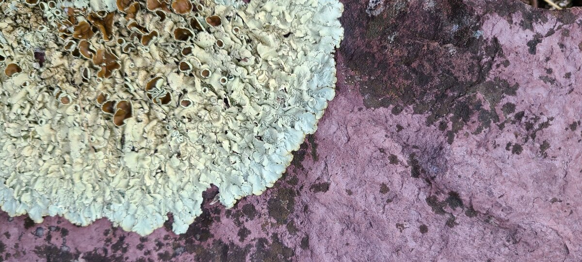 Плесень, изображение с открытой лицензией из Pixlr