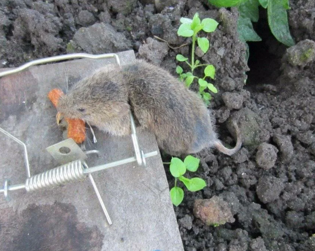 Мыши в огороде. Крыса землеройка. Земляная крыса карбыш. Землеройка Земляная крыса. Земляной хомяк карбыш.