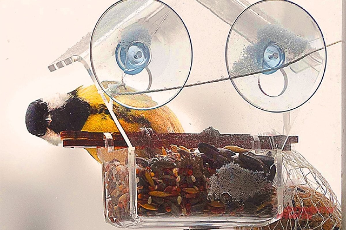    Кормите птиц. Они споют вам «спасибо».