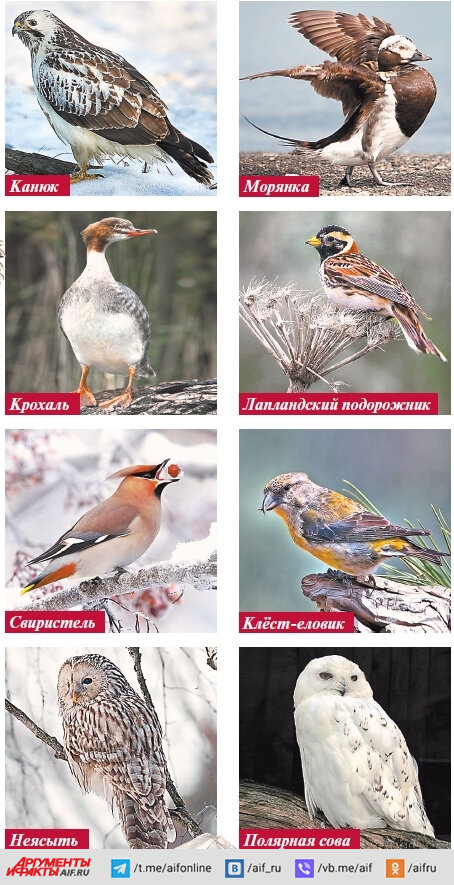    Фото:  Коллаж АиФ