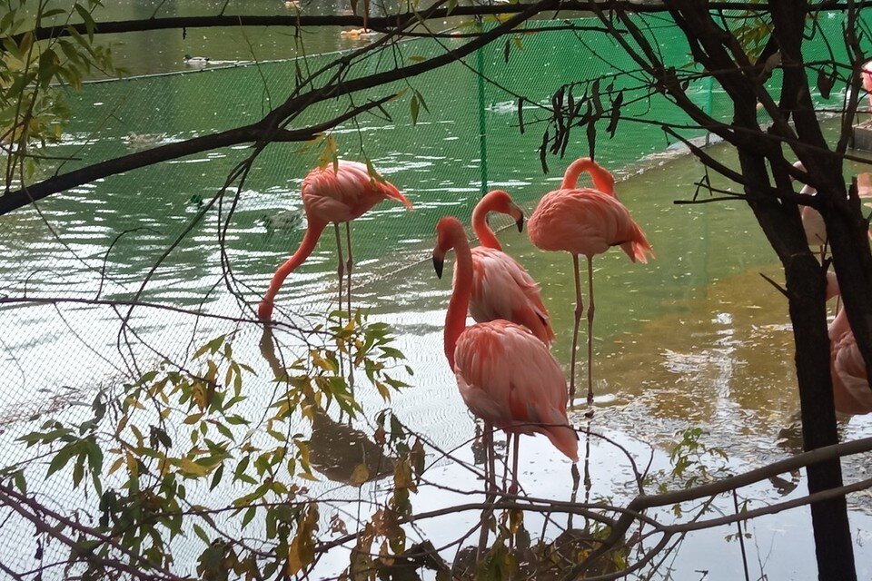    Обитатели знаменитого Новосибирского зоопарка. Фото: Надежда Рыжкова