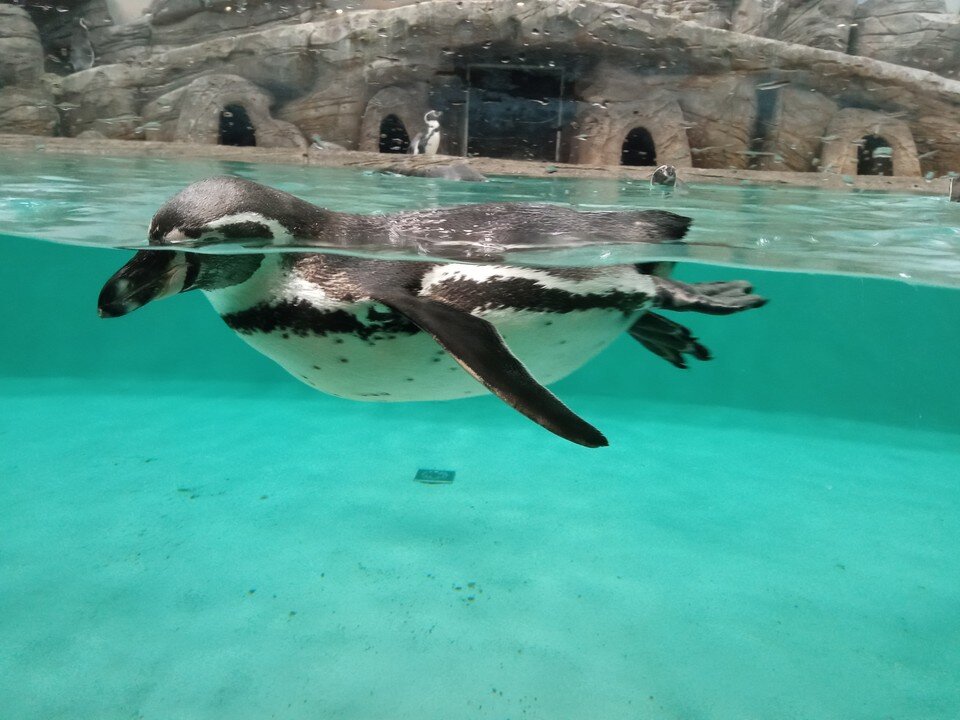    Обитатели знаменитого Новосибирского зоопарка. Фото: Надежда Рыжкова