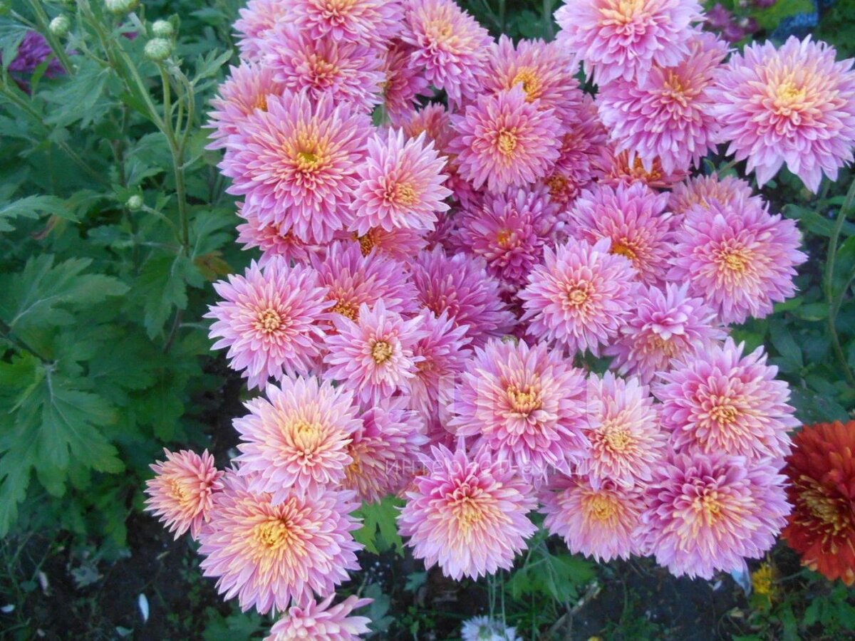 Корейская хризантема фото. Хризантема корейская (Chrysanthemum x koreanum). Хризантема корейская Розалинда. Хризантема корейская Амбрия. Хризантема корейская Ватра.