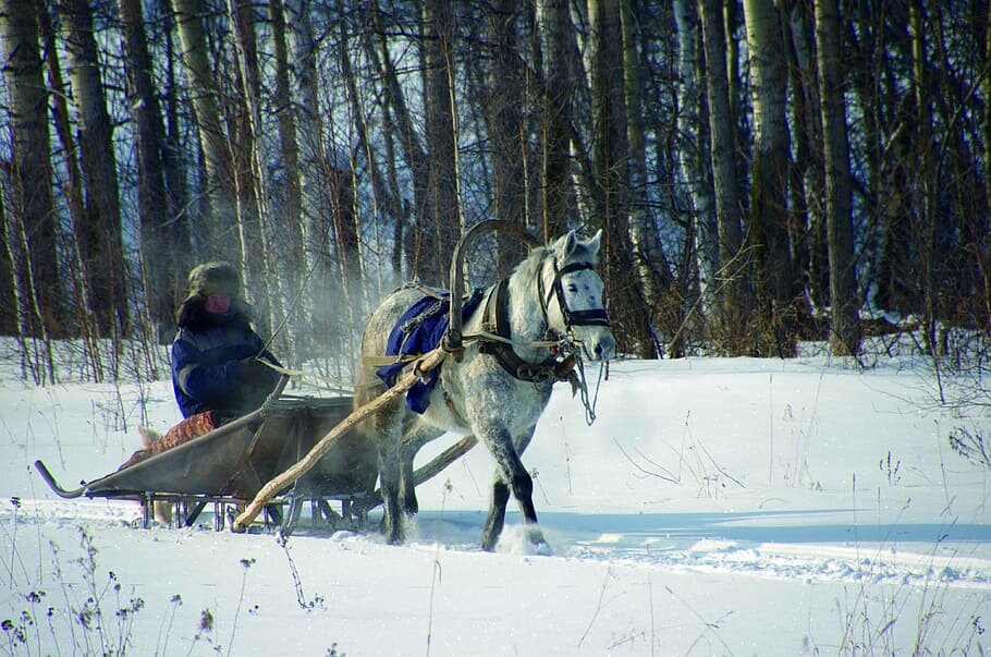 Лошадь запряженная в сани