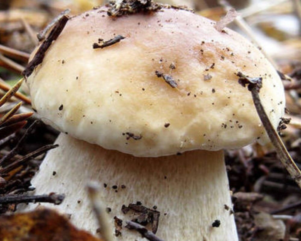 Boletus betulicola