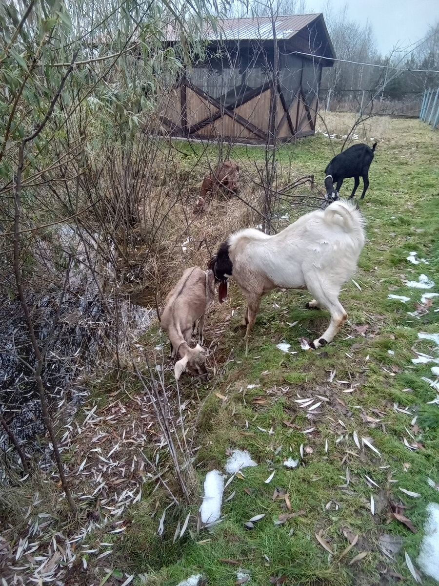 Фото автора. 